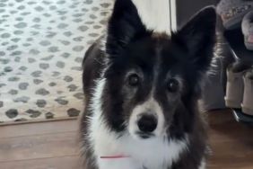 Senior Rescue Dog Watches Human Head for the Door, Afraid They’re Leaving Her Behind Again