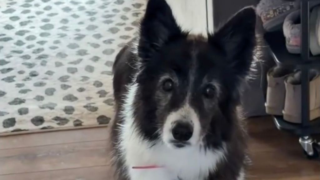 Senior Rescue Dog Watches Human Head for the Door, Afraid They’re Leaving Her Behind Again