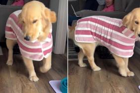 Golden Retriever Gets a New Bathrobe & Immediately Turns the House Into Her Runway