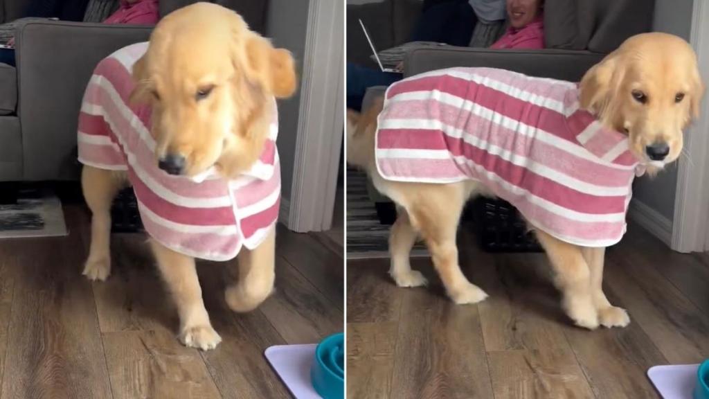 Golden Retriever Gets a New Bathrobe & Immediately Turns the House Into Her Runway