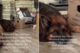 Dog's Post-Crime Routine Suggests Being Naughty Is Extremely Exhausting Work