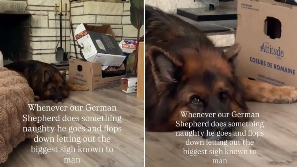Dog's Post-Crime Routine Suggests Being Naughty Is Extremely Exhausting Work