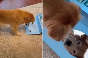 Golden Retriever Sees Herself in the Mirror & Can’t Stop Being Obsessed Over Herself