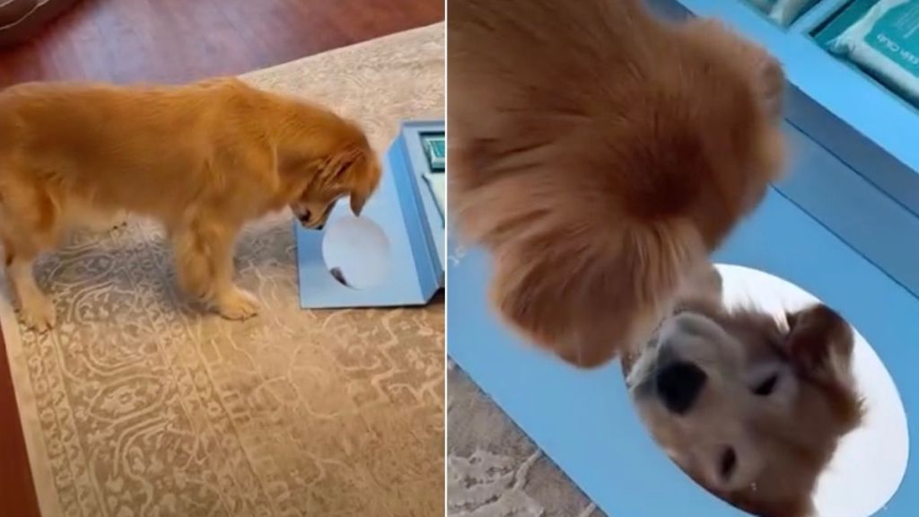 Golden Retriever Sees Herself in the Mirror & Can’t Stop Being Obsessed Over Herself