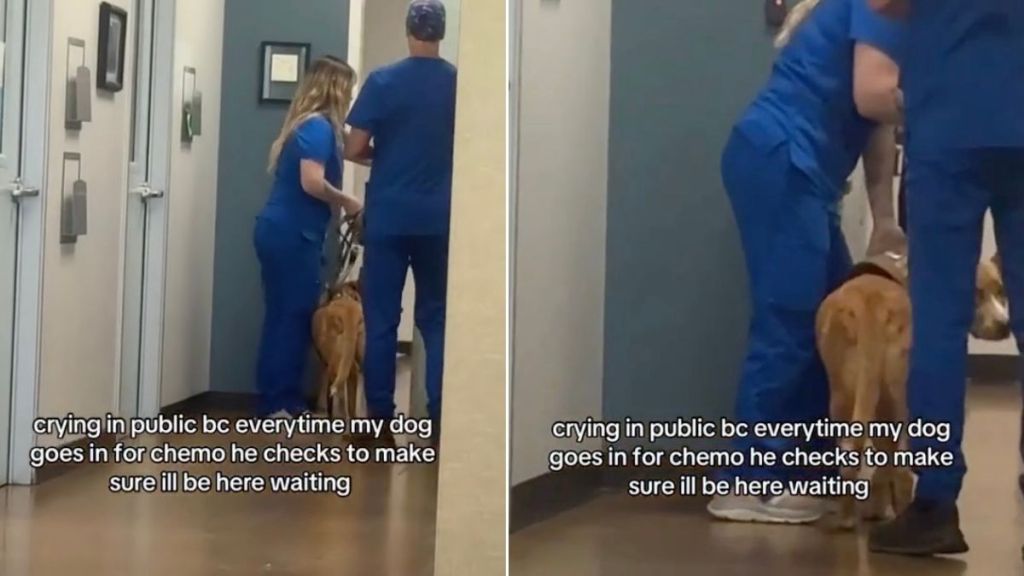 Dog Stops at Door & Looks Back at Mom, Making Sure She’s Still There Before Going in for Treatment