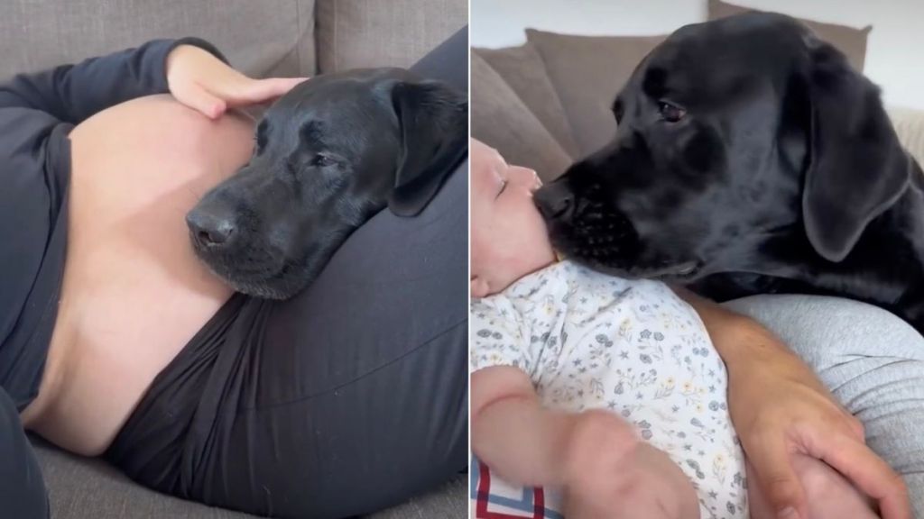 Mom Fears Dog & Baby Won’t Get Along Until a Plot Twist Takes Her by Surprise