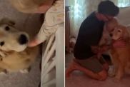 Golden Retriever Waited Six Years for Her Dream Role & Toddler Fulfills It