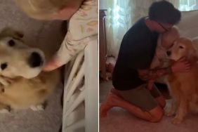 Golden Retriever Waited Six Years for Her Dream Role & Toddler Fulfills It