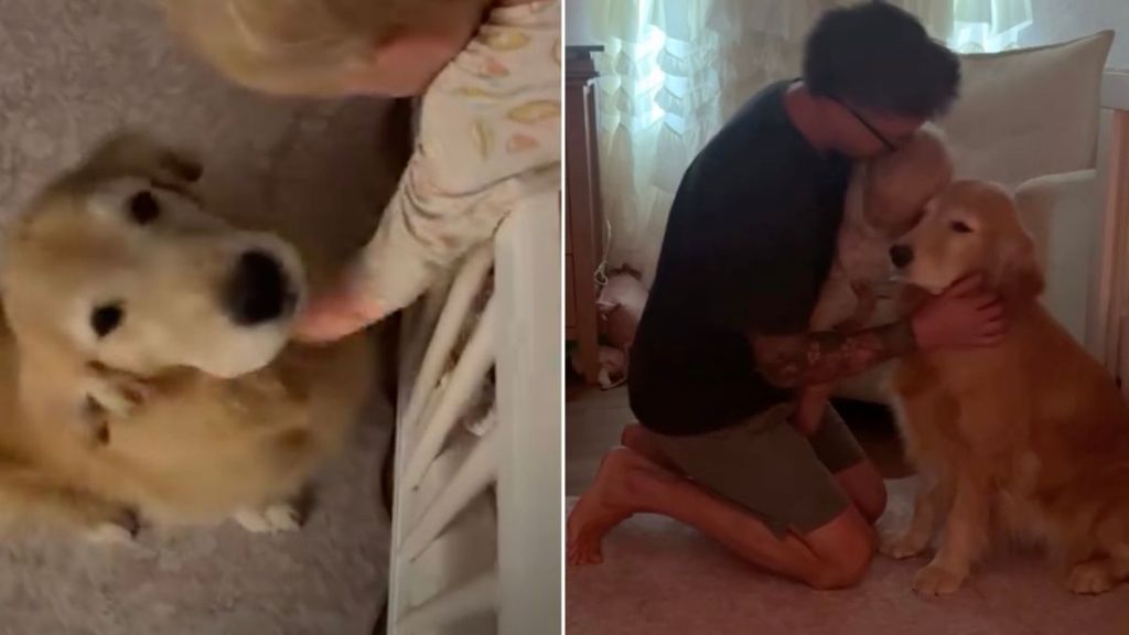 Golden Retriever Waited Six Years for Her Dream Role & Toddler Fulfills It
