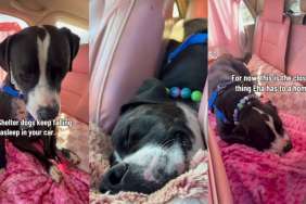 Shelter Dog Gets a Moment of Peace & Quiet Only To Realize It Won’t Stay the Same