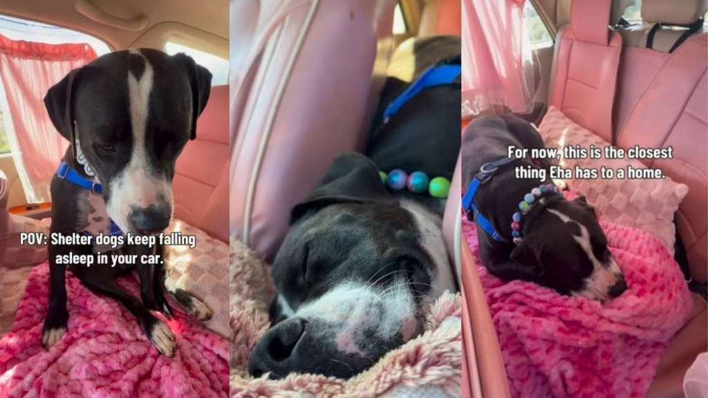 Shelter Dog Gets a Moment of Peace & Quiet Only To Realize It Won’t Stay the Same