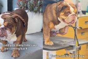 After Being Abandoned Once, Rescue Dog Fears It Could Happen Again
