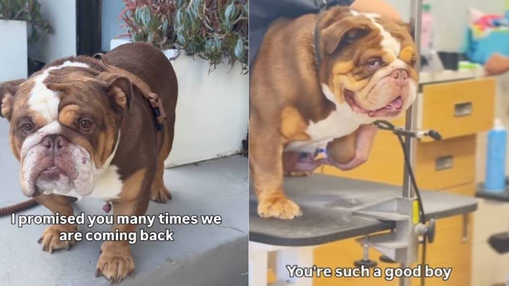 After Being Abandoned Once, Rescue Dog Fears It Could Happen Again