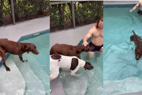 Tripod Dog Hesitates To Swim After Leg Surgery, Until His Brother Shows Him the Way