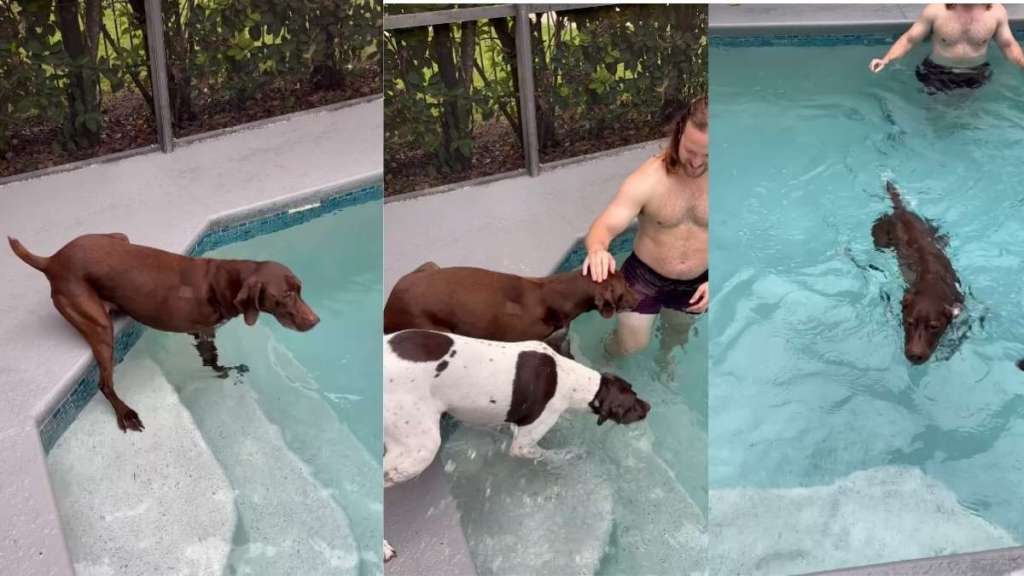 Tripod Dog Hesitates To Swim After Leg Surgery, Until His Brother Shows Him the Way