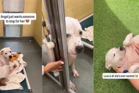 Shelter Dog Waits by the Door, Waiting for Her Family That’s Never Coming Back