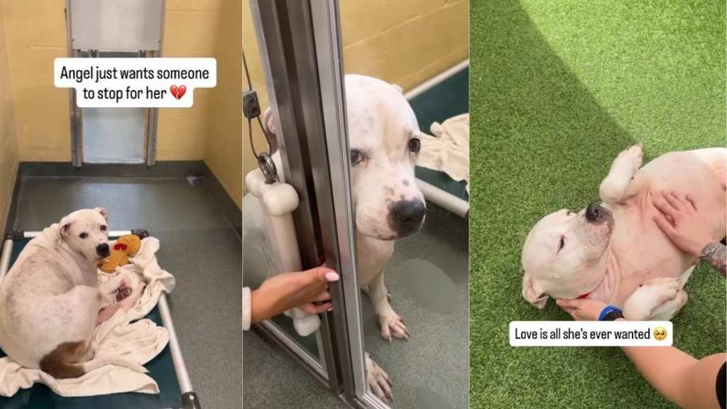 Shelter Dog Waits by the Door, Waiting for Her Family That’s Never Coming Back