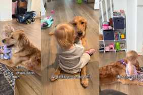 Golden Retriever & Toddler Share a Bond That Goes Far Beyond Mere Words