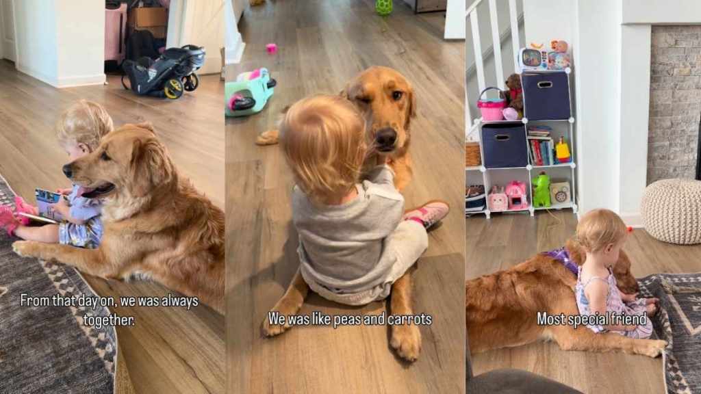 Golden Retriever & Toddler Share a Bond That Goes Far Beyond Mere Words
