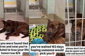 Shelter Dog Left Tied to a Tree, Looks at Visitors Like They’re His Last Hope Before It’s Too Late