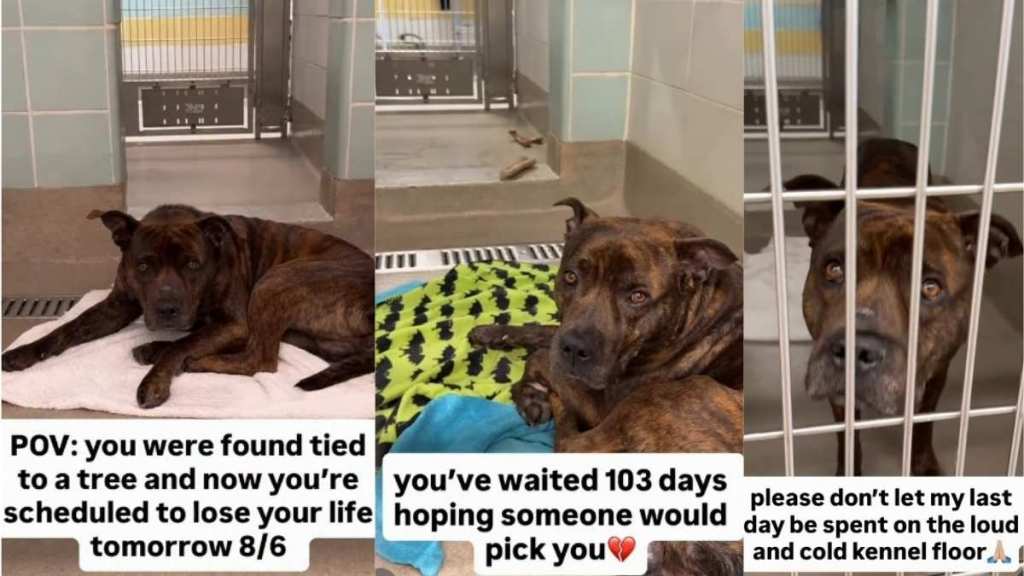 Shelter Dog Left Tied to a Tree, Looks at Visitors Like They’re His Last Hope Before It’s Too Late