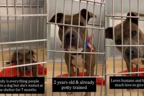 Shelter Dog Is Everything People Say They Want, but Doesn’t Understand Why No One Chooses Her
