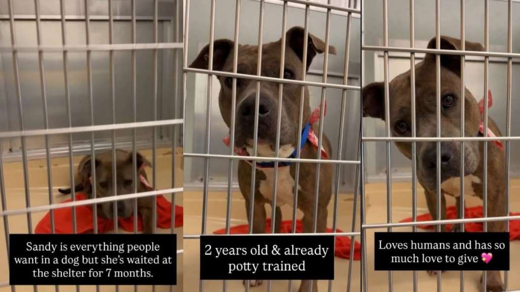 Shelter Dog Is Everything People Say They Want, but Doesn’t Understand Why No One Chooses Her