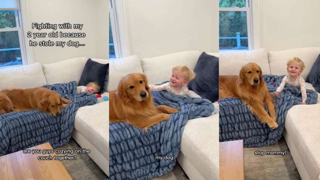 Golden Retriever Has Toddler & Mom Fighting Over Her Undivided Attention