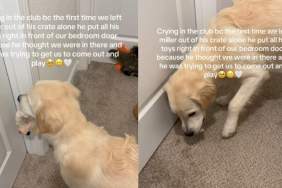 Golden Retriever Finds Comfort in Toys To Feel Less Alone When Humans Do This for the First Time