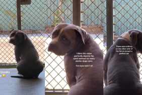 Shelter Dog Has the Same Painful View Every Day, Then Looks Back at Human With ‘Defeated’ Eyes