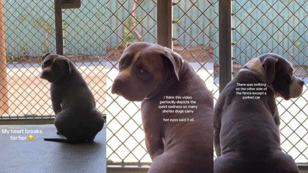Shelter Dog Has the Same Painful View Every Day, Then Looks Back at Human With ‘Defeated’ Eyes