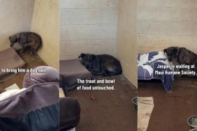 Shelter Dog Keeps Retreating Into a Corner & Stays Frozen Despite Human’s Kindness