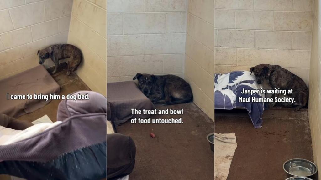 Shelter Dog Keeps Retreating Into a Corner & Stays Frozen Despite Human’s Kindness