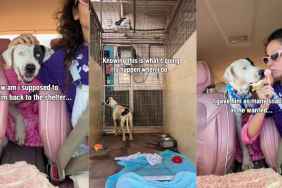 Human Struggles To Bring Shelter Dog Back to His Kennel, Knowing What Awaits Him