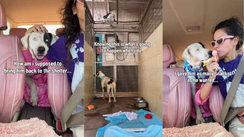 Human Struggles To Bring Shelter Dog Back to His Kennel, Knowing What Awaits Him