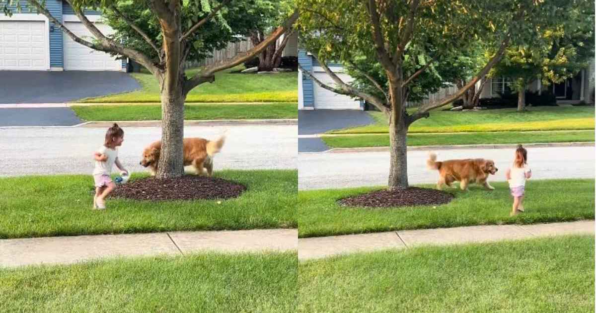 Golden Retriever & Little Girl Look Like They Were Born To Be Best Friends - DogTime