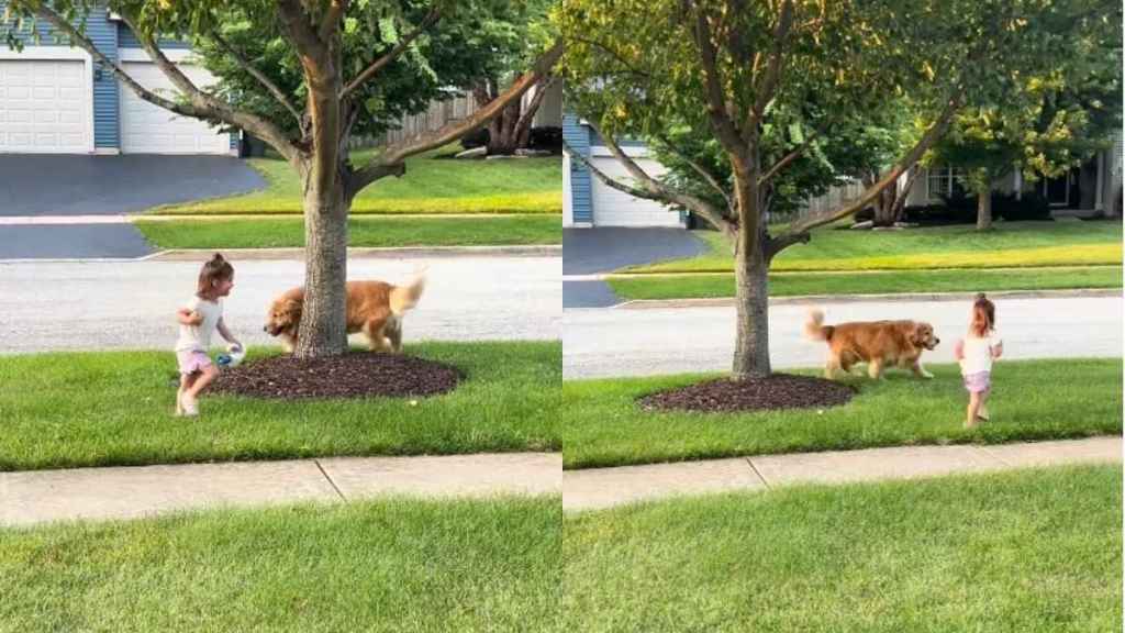 Golden Retriever & Little Girl Look Like They Were Born To Be Best Friends