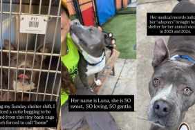 Abandoned Shelter Dog Waited for Her Family Who Never Returned, Until a Tiny Cage Became Her Home
