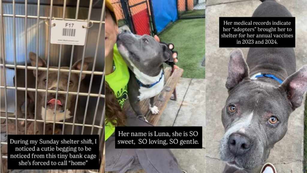 Abandoned Shelter Dog Waited for Her Family Who Never Returned, Until a Tiny Cage Became Her Home
