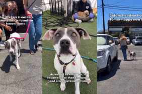 Rescue Dog Goes From Overcrowded Shelter to the Home She’d Been Waiting For
