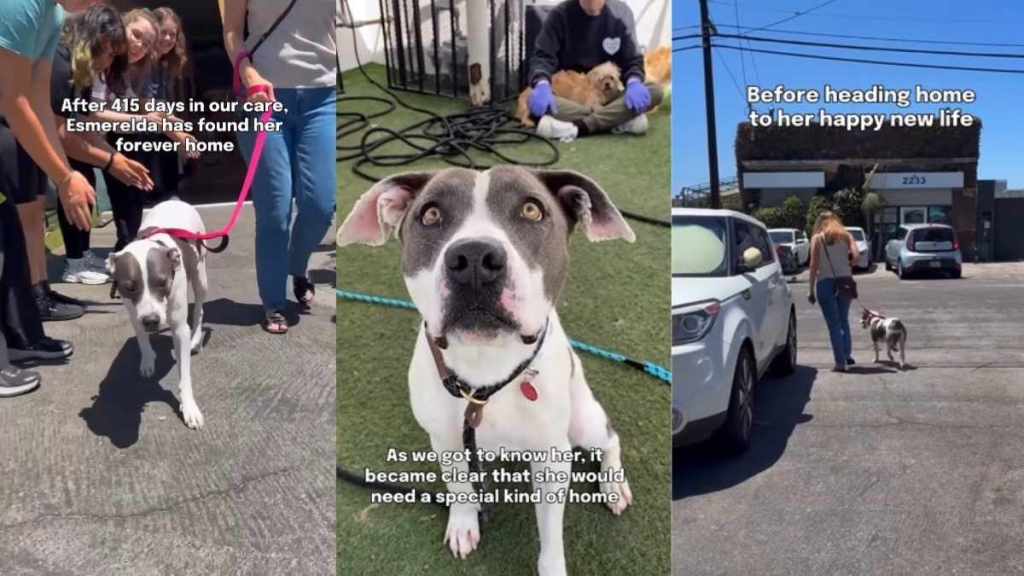 Rescue Dog Goes From Overcrowded Shelter to the Home She’d Been Waiting For