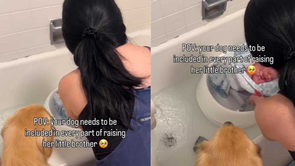 Golden Retriever Wants a Front-Row Seat to Every Part of Raising Baby Brother