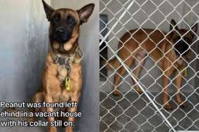 'Terrified' Shelter Dog Is Barely Given a Chance Before His Fate Is Sealed