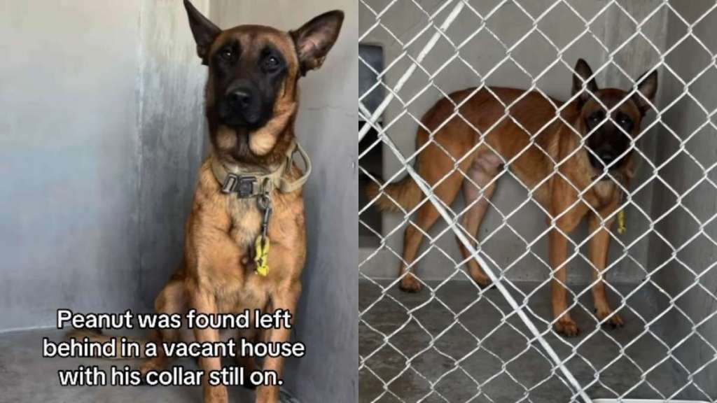 'Terrified' Shelter Dog Is Barely Given a Chance Before His Fate Is Sealed