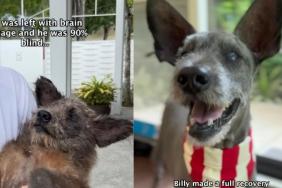 Rescue Dog Found Beaten & Abandoned Learns His Story Isn't Just Over Yet