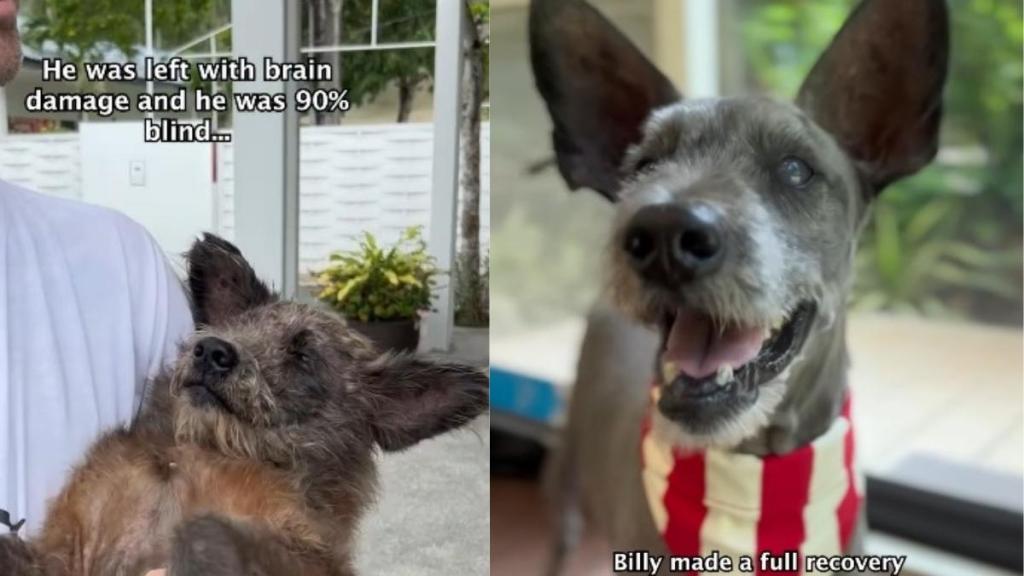 Rescue Dog Found Beaten & Abandoned Learns His Story Isn't Just Over Yet