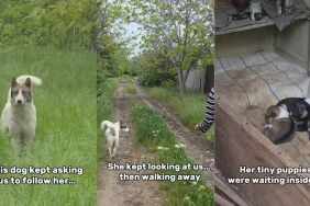 Mama Stray Dog Hides Her Babies at an Abandoned House, Then Leads Rescuers to Them for Help