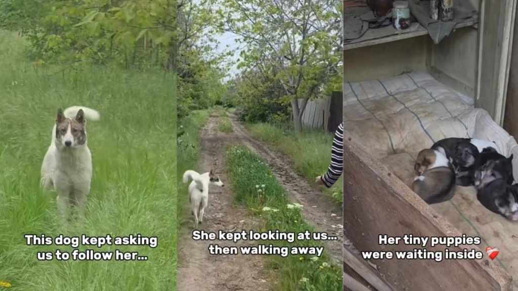 Mama Stray Dog Hides Her Babies at an Abandoned House, Then Leads Rescuers to Them for Help