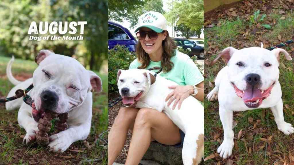 Rescue Dog Becomes ‘Dog of the Month,’ Then Lands the Role He Really Wanted