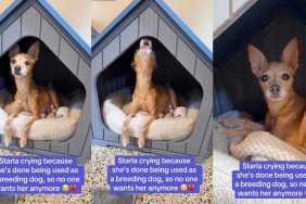 Dog Used for Breeding for Years Finally Learns What Being Cared For Feels Like